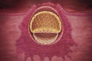 When does embryo implantation occur after ovulation?