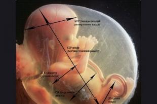 Fetal fetometry by week: table