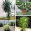 Tips merawat yucca dalam ruangan