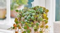 Peperomia - rundblättriges und vielseitiges Baby